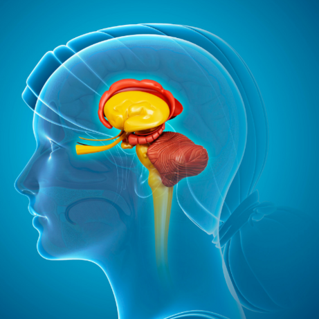 Neurodidaktik